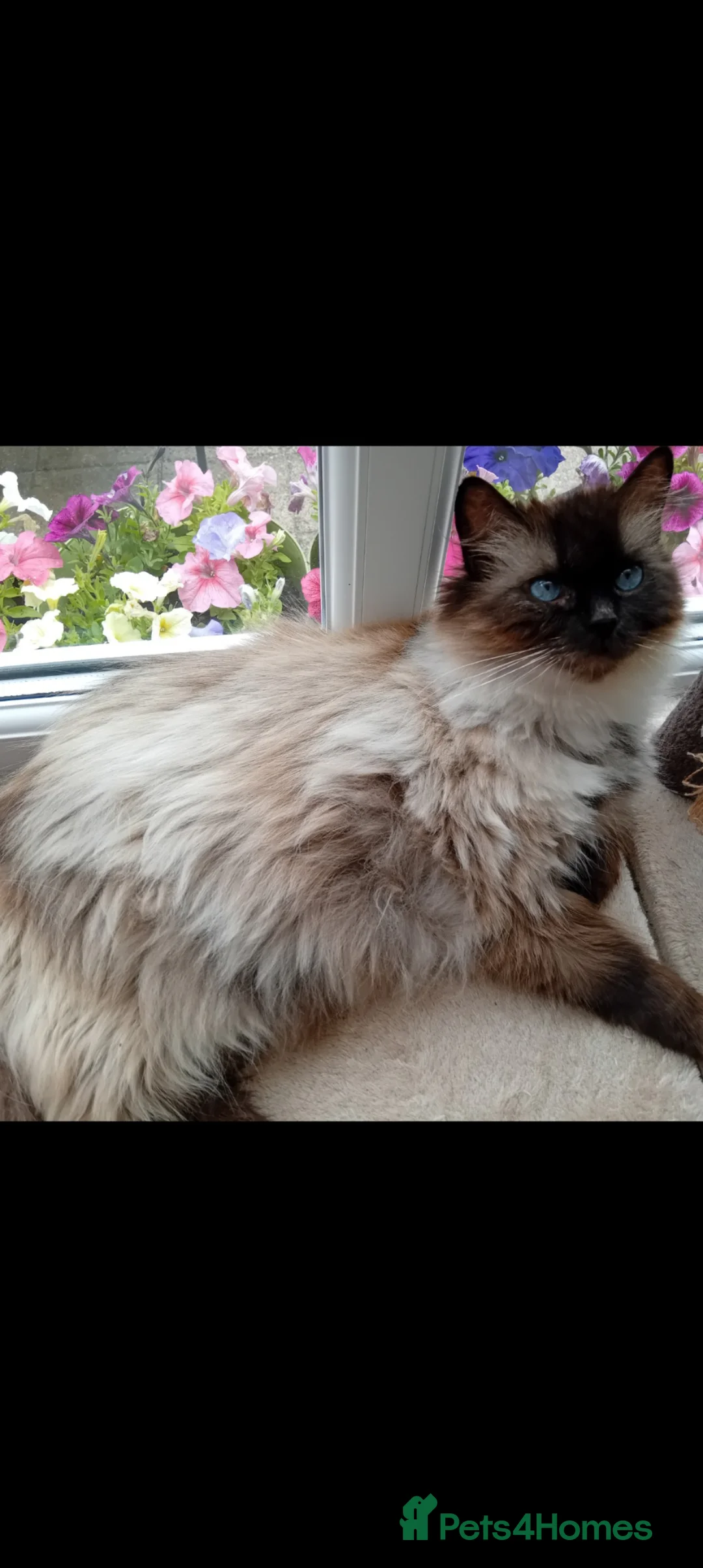 Mixed Breed cats for sale: Ragdoll cros British Blue  - Advert 37