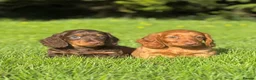Dachshund dogs for sale: Adorable long haired miniature dachshund puppies - Advert 23