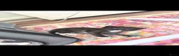Mixed Breed cats for sale: Ragdoll x Turkish Angora kittens - Advert 10
