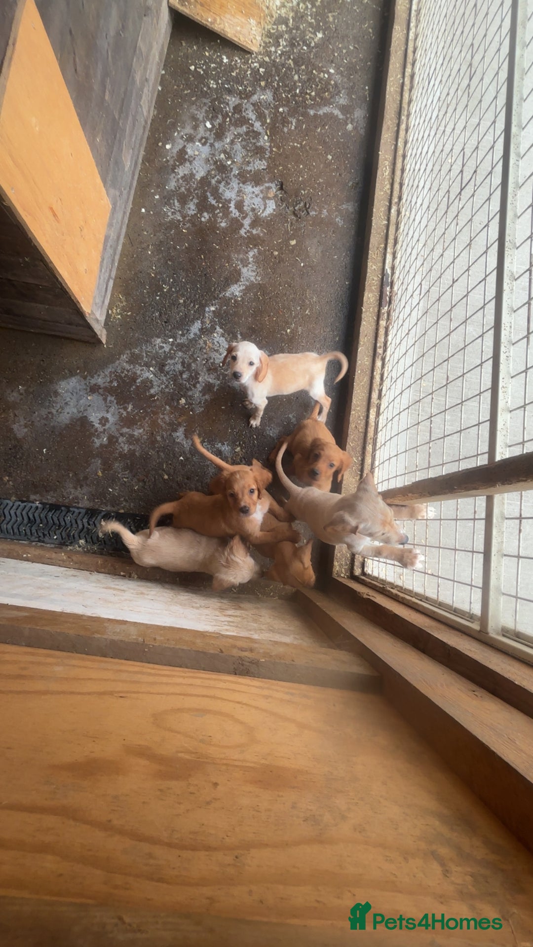 Mixed Breed dogs for sale: Beautiful Sprizla Puppies  - Image 16