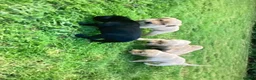 Labrador Retriever dogs for sale: Two male Labrador puppies ready for new homes  in Shrewsbury - Advert 3