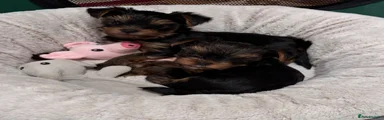 Yorkshire Terrier 2