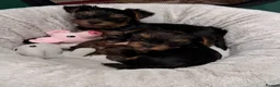 Yorkshire Terrier dogs for sale: KC registered Yorkshire Terriers   - Advert 8