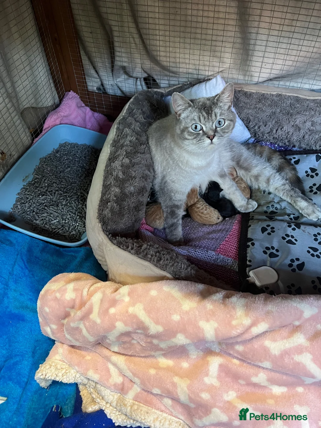 Persian cats for sale: Persian x British short haired  in Canterbury - Advert 16
