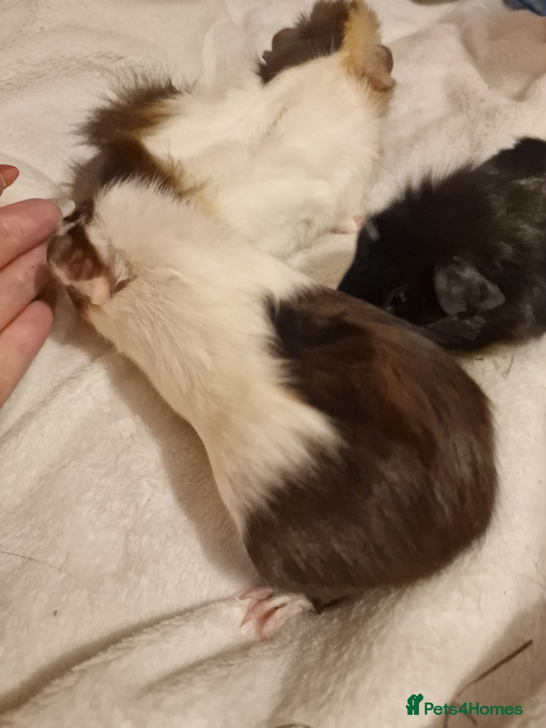 Guinea Pig rodents for sale: Trio male guineas - Advert 8