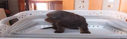 Cocker Spaniel dogs for sale: Working Cocker Spaniels - Advert 9