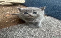 Scottish Fold cats for sale: Beautiful Scottish folds and straights kittens🎀 - Image 14