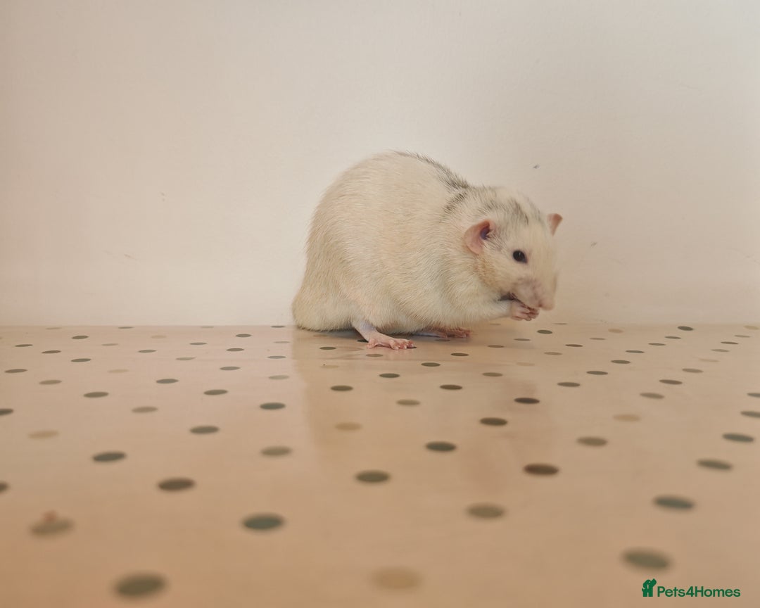Rat rodents for sale: Trio of Male Dumbo Rats and Cage - Advert 14