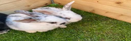 Mixed Breed rabbits for sale: Baby rabbits for sale ready now in Redditch - Advert 12