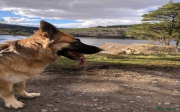 German Shepherd dogs for sale: Beautiful German Shepherd Puppies - Image 6