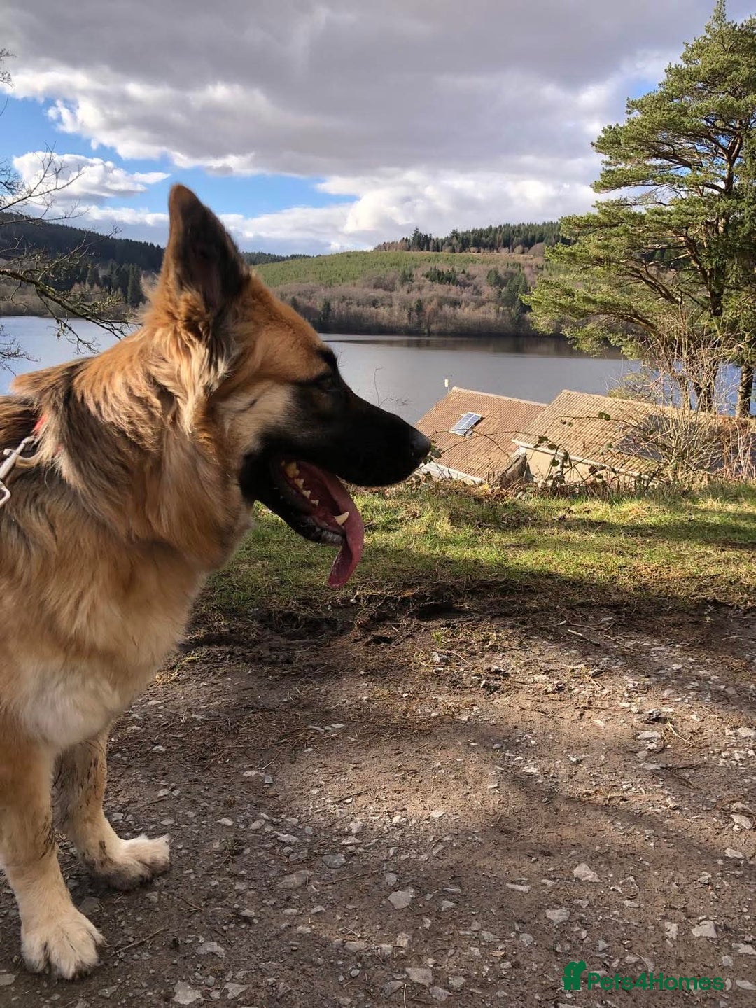 German Shepherd dogs for sale: Beautiful German Shepherd Puppies - Image 6