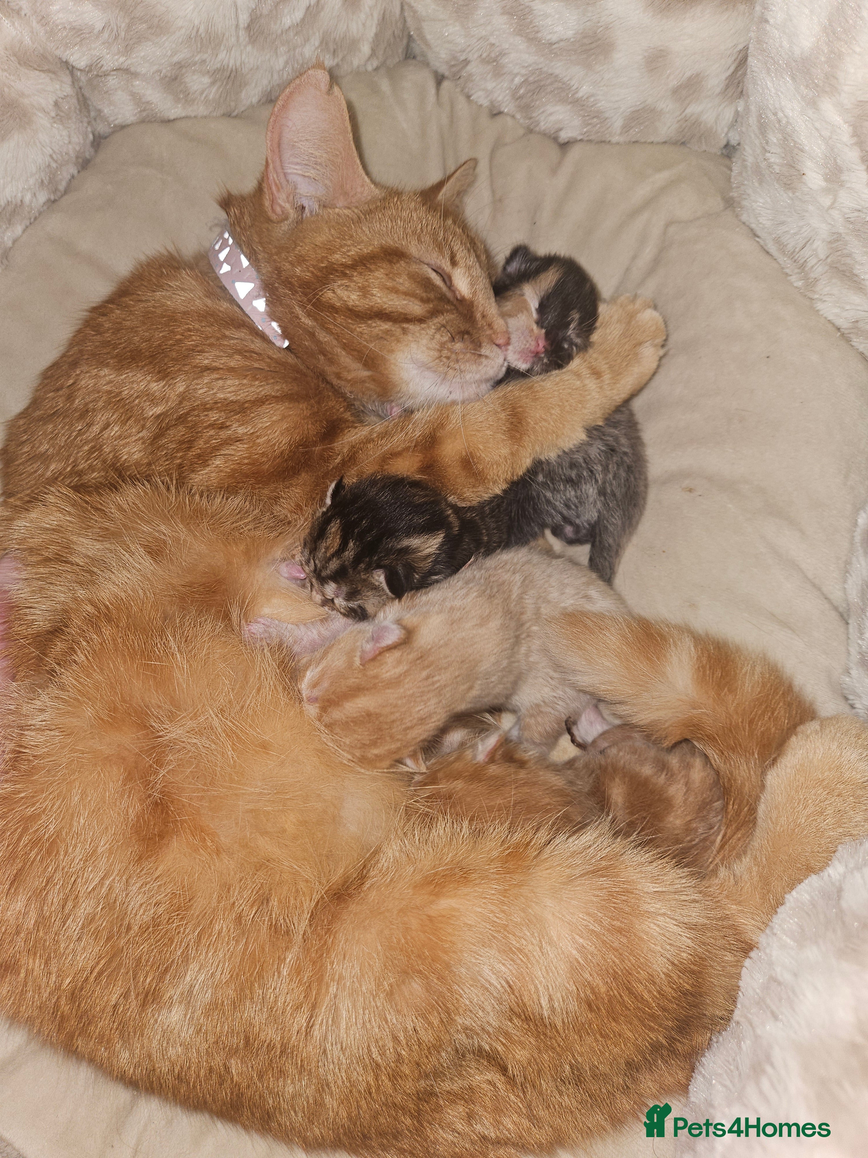 Mixed Breed cats Female tabby kittens - Advert 11