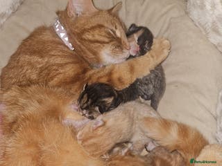 Mixed Breed cats Female tabby kittens - Advert 1