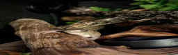 Frog reptiles for sale: Tree Frogs - Advert 2