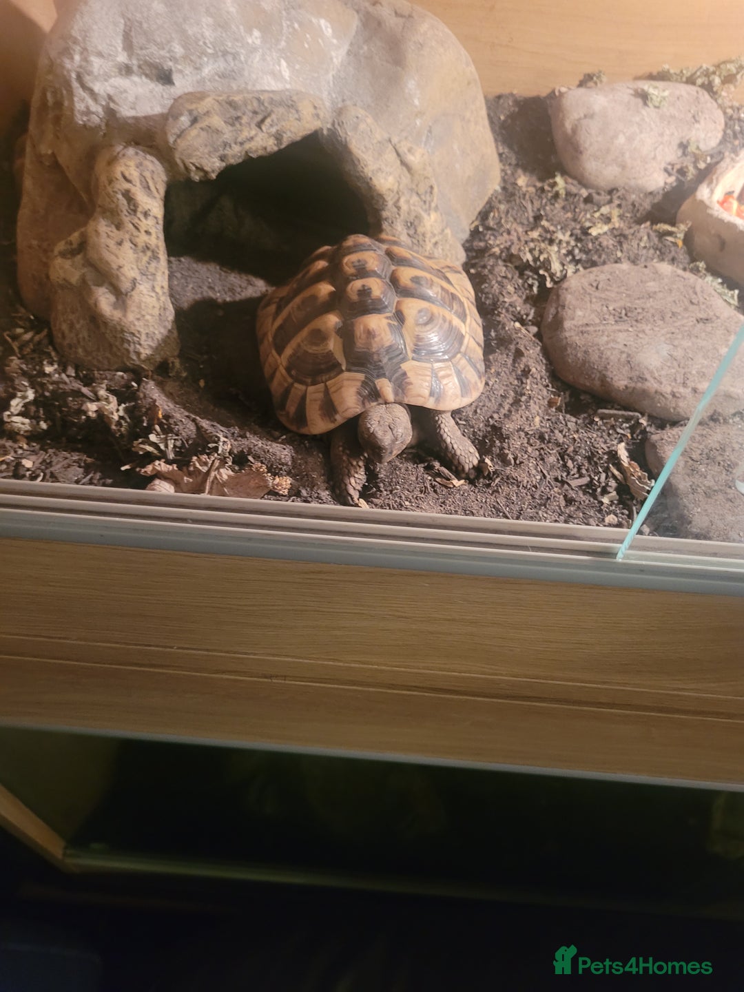 Hermann Tortoise reptiles for sale: Herman's 6yrs and viv - Advert 1