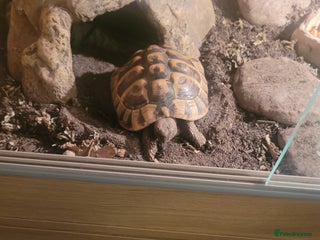 Hermann Tortoise reptiles Herman's 6yrs and viv - Advert 1