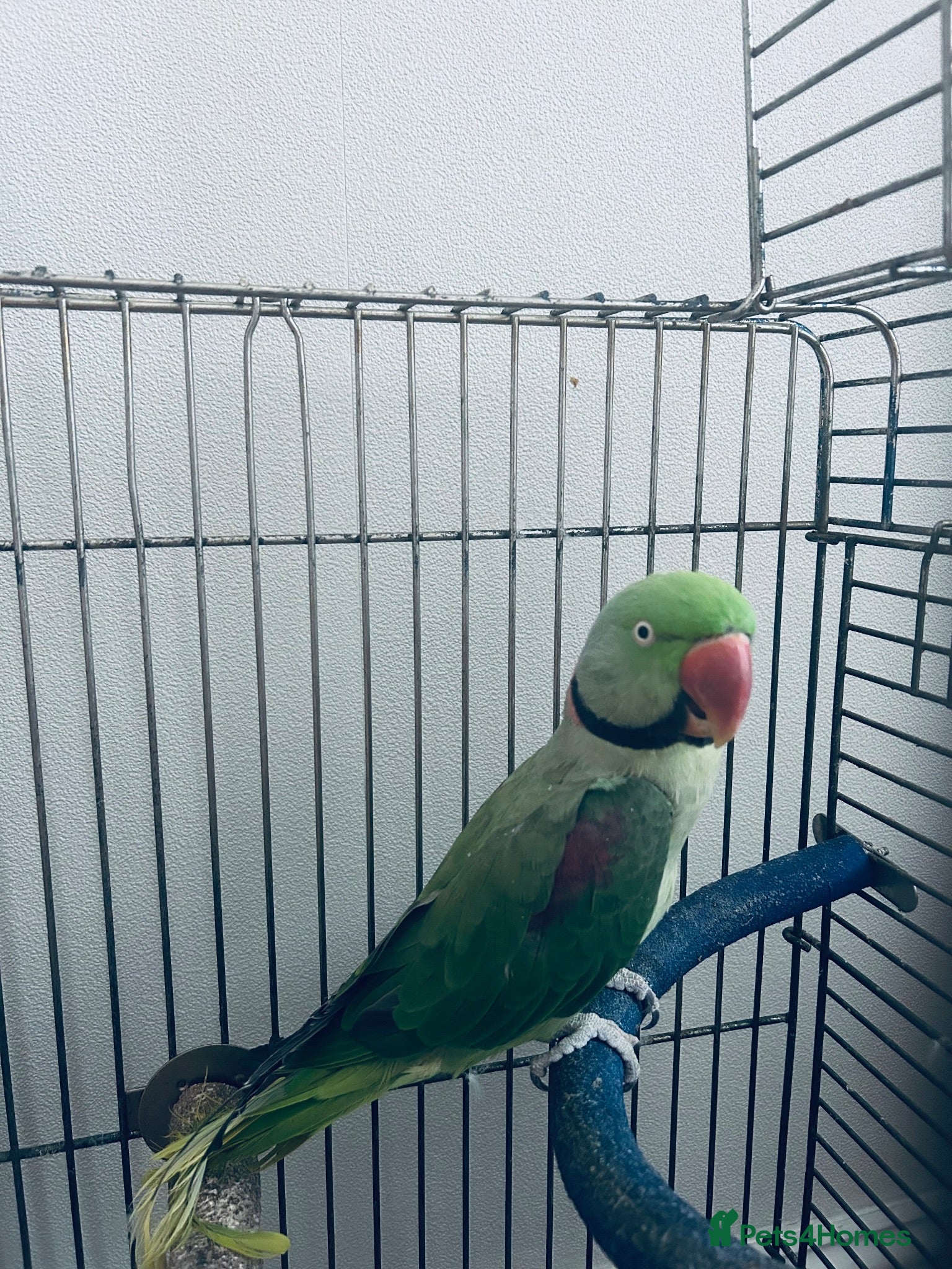 Parrots birds Alexandrine parakeet - Advert 2