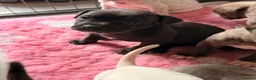Mixed Breed dogs for sale: Frenchie x staff puppies  in Alfreton - Advert 27