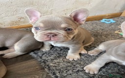 French Bulldog dogs for sale: Top Quality French Bulldog Puppies  - Image 3