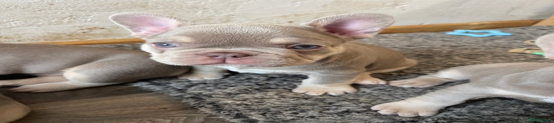  Puppy 1