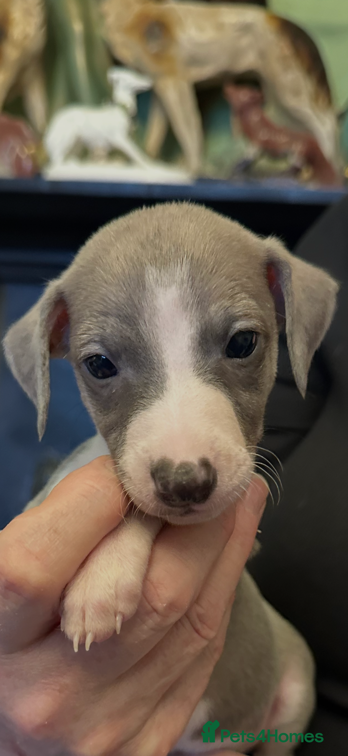 Mixed Breed dogs Whippet x Italian Greyhound Pups - Advert 3
