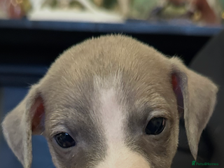 Mixed Breed dogs Whippet x Italian Greyhound Pups - Advert 2