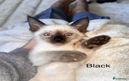 Siamese cats for sale: Human Toilet Trained! Exquisite Siamese Kittens - Image 28