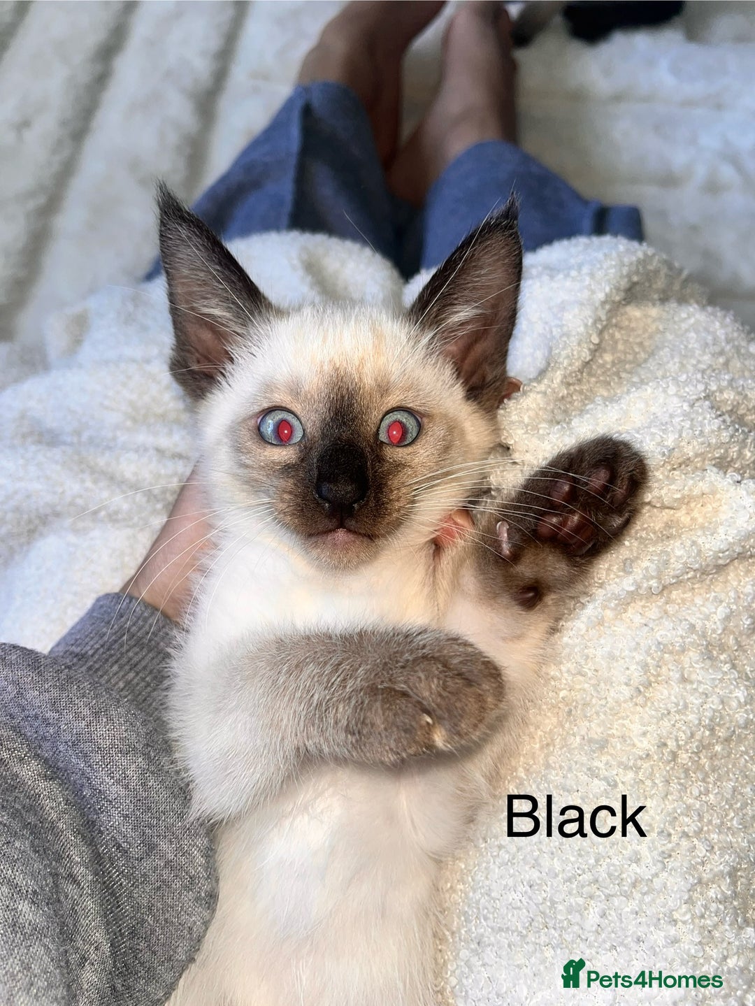 Siamese cats for sale: Human Toilet Trained! Exquisite Siamese Kittens - Image 28
