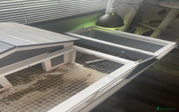 Tortoise reptiles for sale: Testudo hermanni -Herman tortoise  in Heanor - Image 7