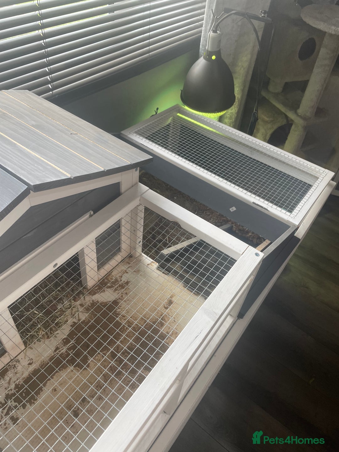 Tortoise reptiles for sale: Testudo hermanni -Herman tortoise  in Heanor - Image 7