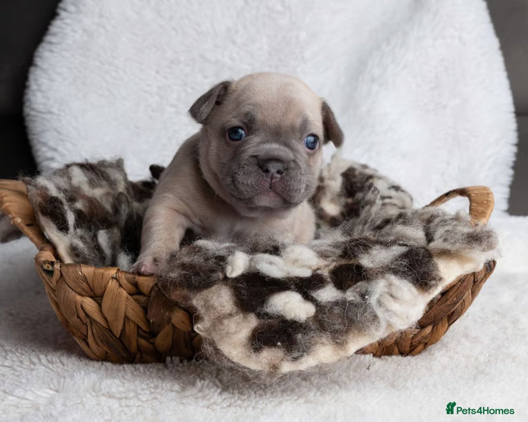 French Bulldog dogs for sale: Beautiful litter of French Bulldog puppies  - Advert 8