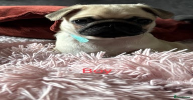 Pug dogs - Advert 12