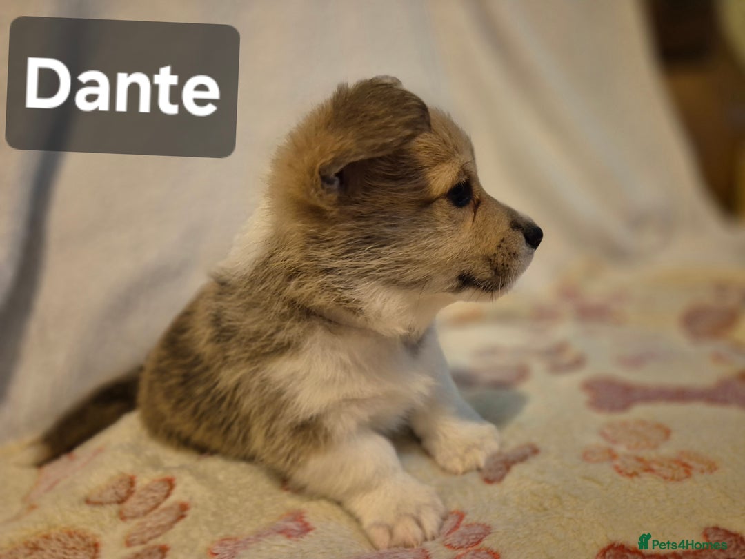 Welsh Corgi Pembroke dogs for sale: 8  Wales Pembroke Corgi puppy's - Advert 36