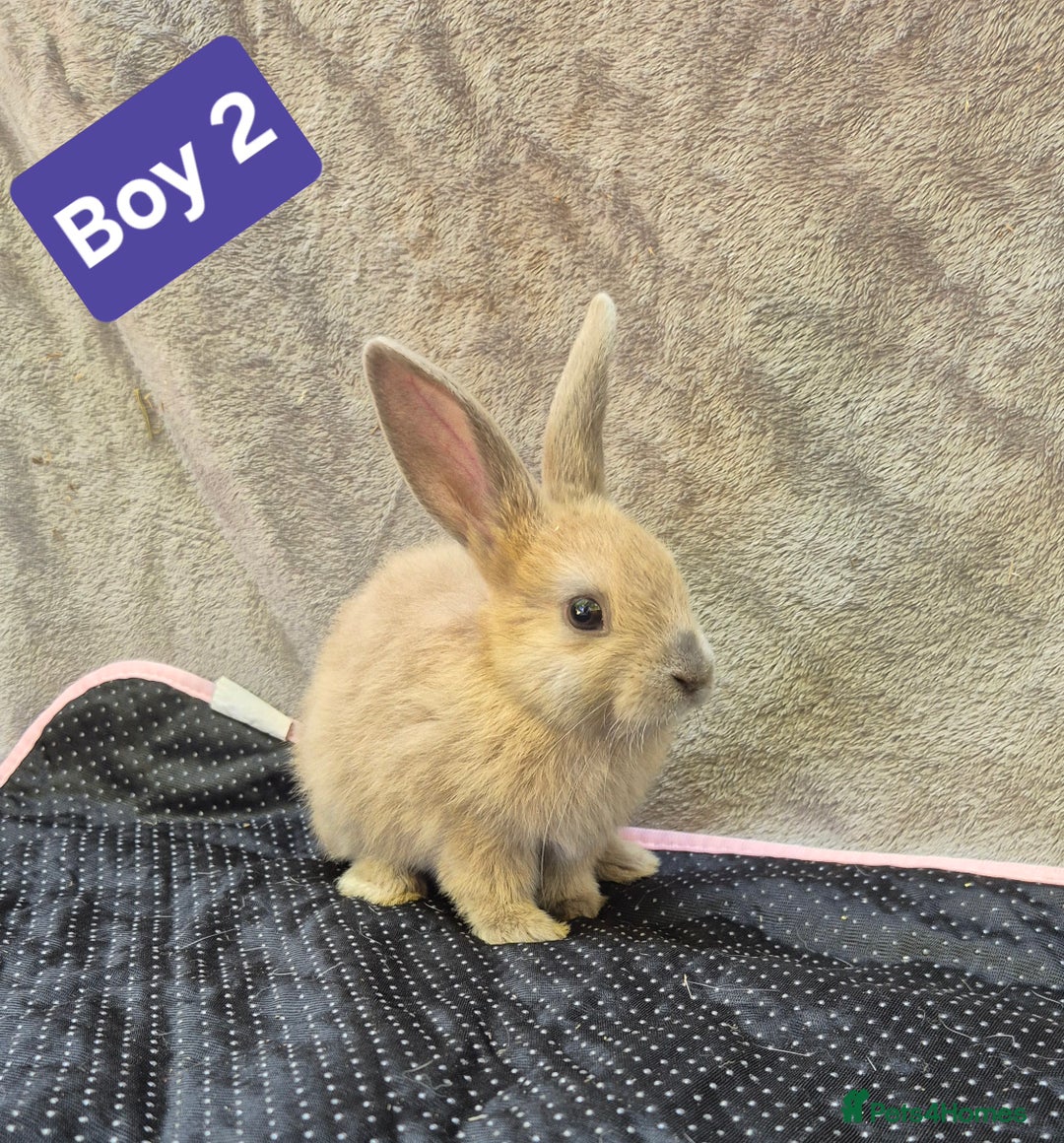 Mini Lop rabbits for sale: Mini plush lops  - Image 11
