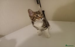 Tibetan cats for sale: Tabby kitten for sale - Image 2