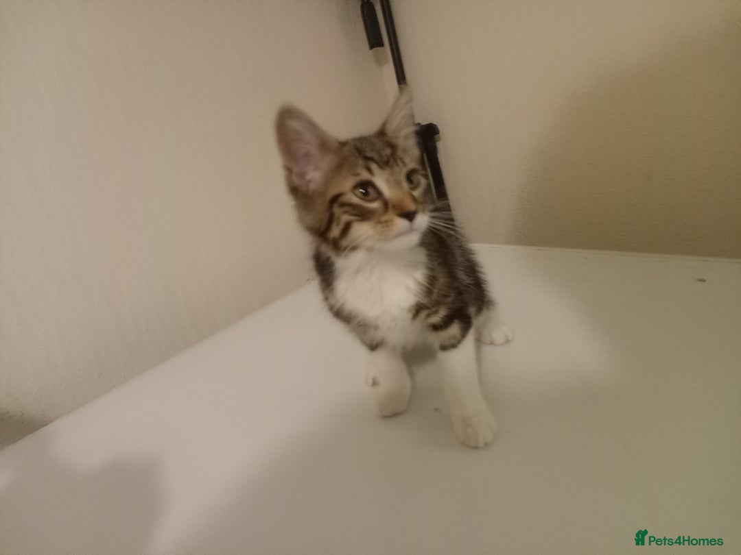 Tibetan cats for sale: Tabby kitten for sale - Image 2
