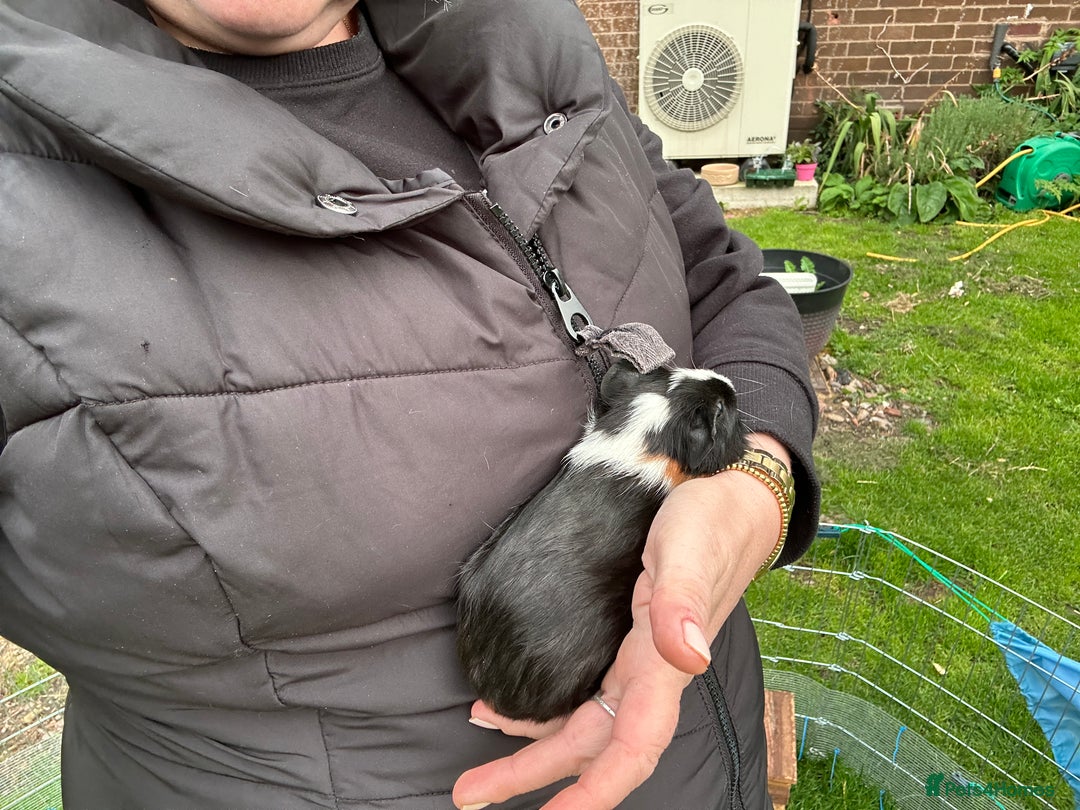 Guinea Pig rodents for sale: Baby Guinea Pigs ready now - Image 23