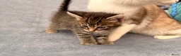 Mixed Breed cats for sale: Gorgeous kittens looking for new homes - Advert 7