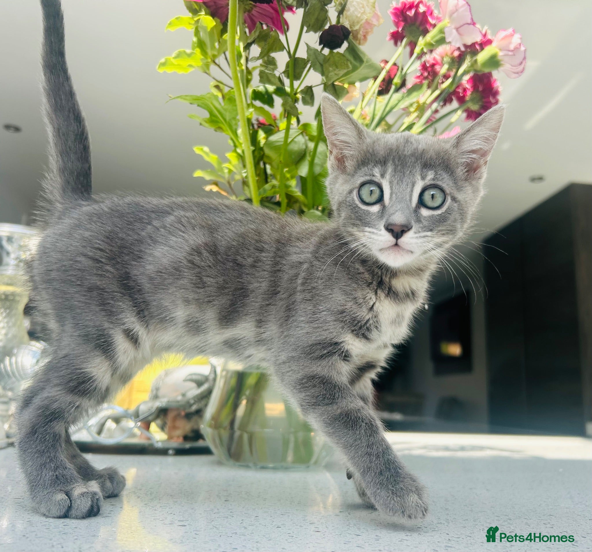 Bengal cats 3 Beautiful Female Blue TICA Reg Bengal kittens  - Advert 18