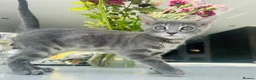 Bengal cats for sale: 3 Beautiful Blue Female TICA Reg Bengal kittens  - Advert 7