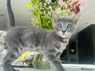 Bengal cats 3 Beautiful Female Blue TICA Reg Bengal kittens - Advert 18