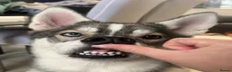Siberian Husky dogs for sale: Bella  in Manchester - Advert 8