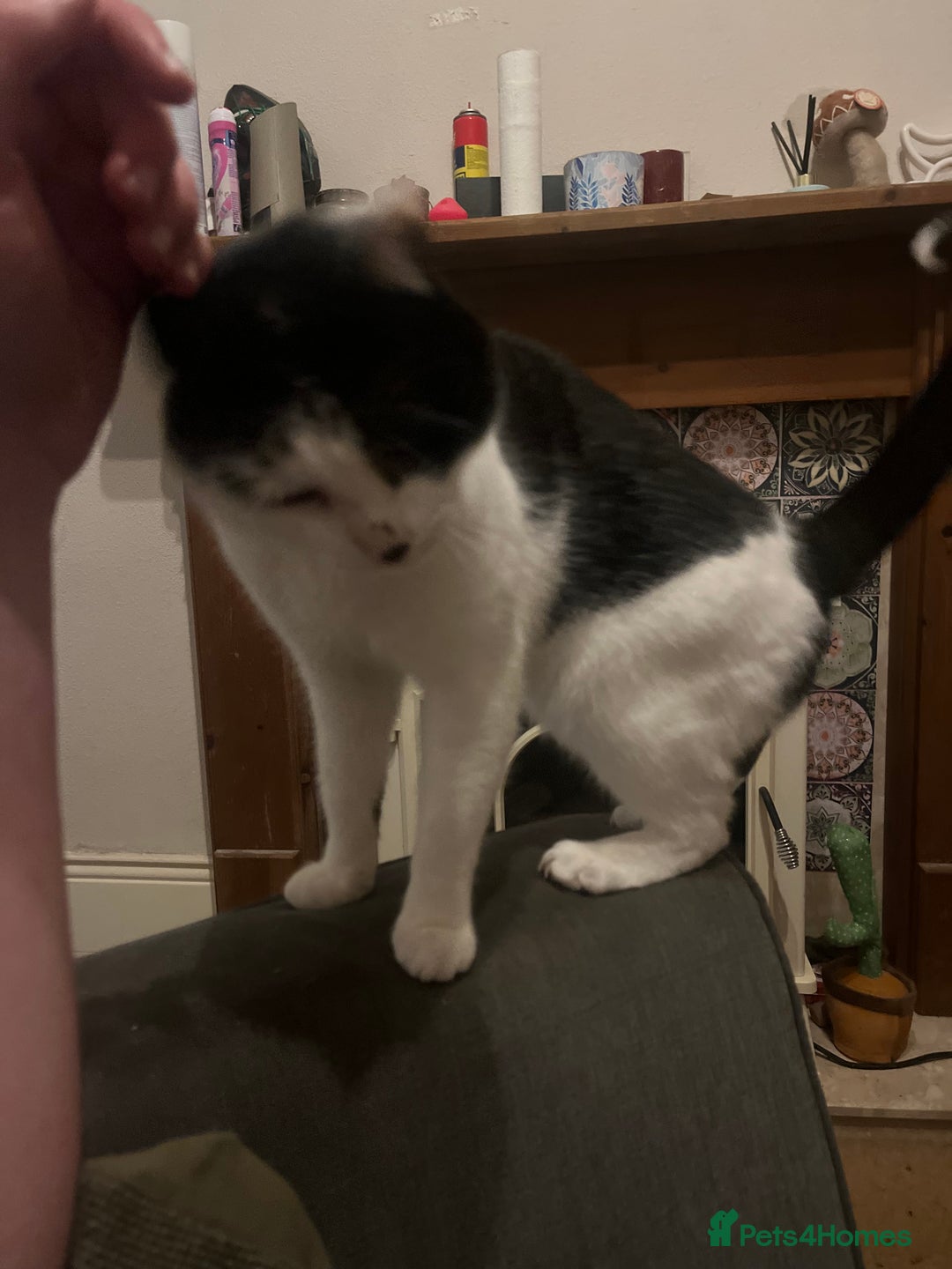 Mixed Breed cats for sale: 2 bonded cats - Advert 12