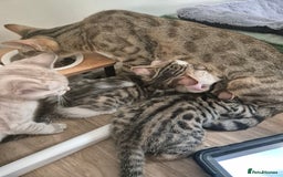 Bengal cats for sale: Male bengal cross - Image 9