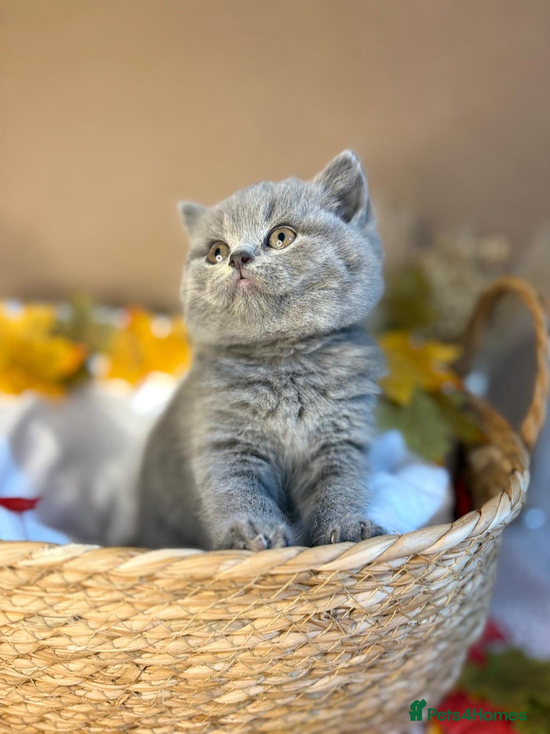 British Shorthair cats for sale: 3 British short hair / long hair kittens  - Image 7