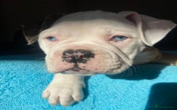Alapaha Blue Blood Bulldog dogs for sale: Beautiful Alapaha blue bulldogs  - Image 5
