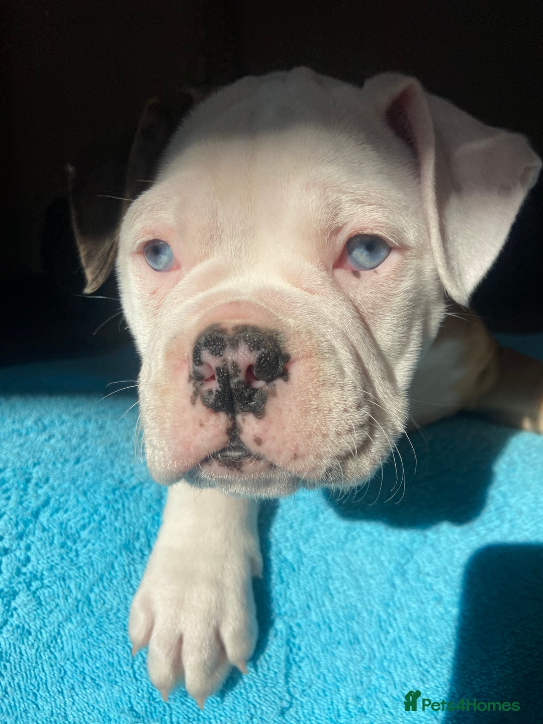Alapaha Blue Blood Bulldog dogs for sale: Beautiful Alapaha blue bulldogs  - Image 5