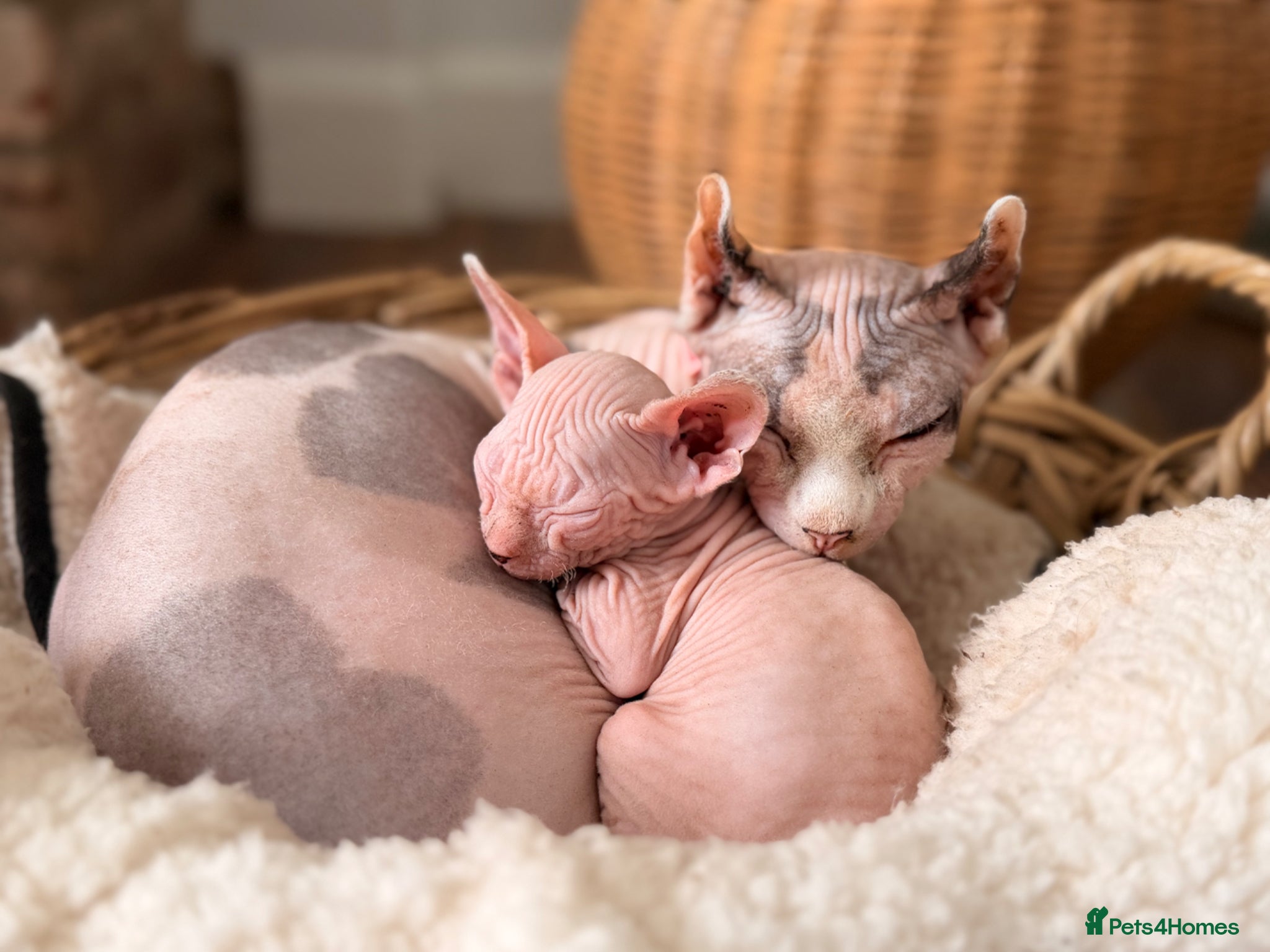 Sphynx cats Beautiful Sphynx kittens  - Advert 1