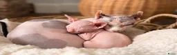 Sphynx cats for sale: Beautiful Sphynx kittens  - Advert 1