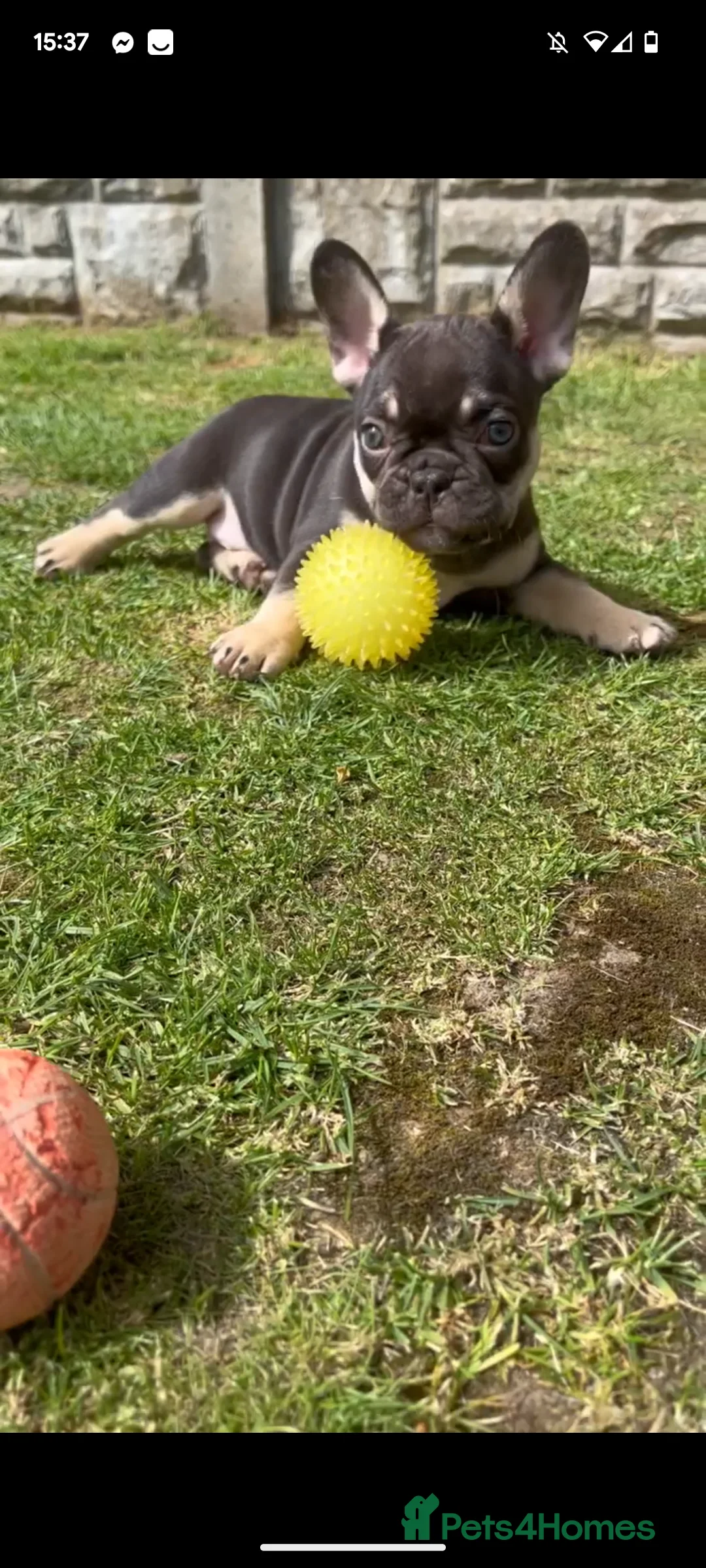 French Bulldog dogs for stud: Lilac tan merle in Sheffield - Advert 31